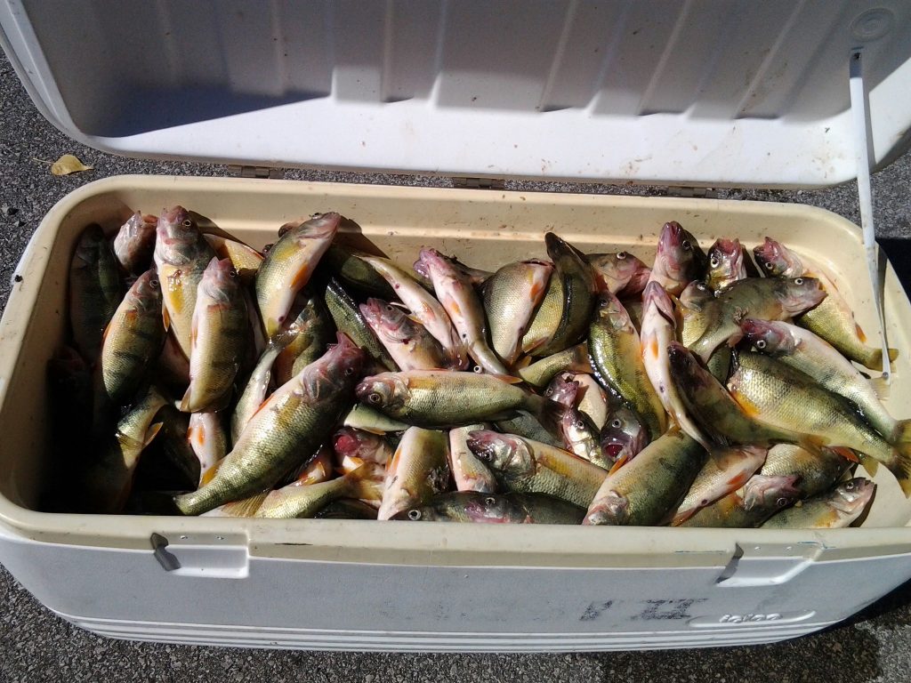 Perch fishing on Lake Erie